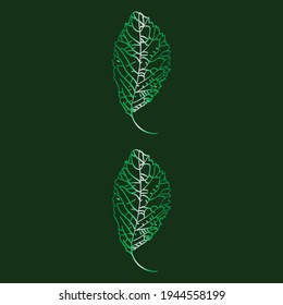 Abstract two green leaves, vector