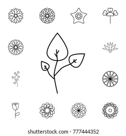 abstract type of leaves Line Icon. Set of beautiful flower icons. Signs, outline eco collection, simple thin line icons for websites, web design, mobile app, info graphics On White Background