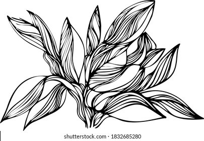 Abstract vector background with plant elements,
hand-drawn.For fabric design, postcards, paintings, decorations