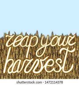 abstract vector cartoon doodle wheat background with lettering reap your harvest