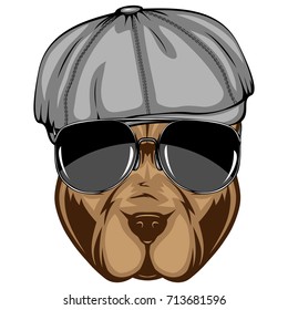 Abstract vector color illustration portrait of fighting dogs in cap. Head of dog breed pit bull in sunglasses. 