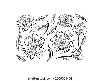 Abstract vector contour flowers set. Hand drawn doodle style peonies or chrysanthemums. Large daisy heads in bloom with leaves with veins. Hand drawn sketch flowers in doodle style.
