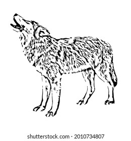 Abstract vector design black wolf on white background. Easy editable layered vector illustration. Realistic vector image.