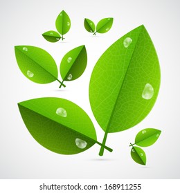 Abstract Vector Green Leaves Isolated on White Background