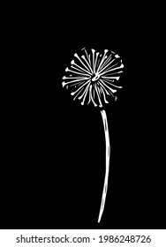 Abstract vector illustration of a dandelion. Modern floral art isolated on a black background.