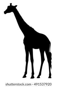 Abstract vector illustration of an giraffe silhouette. The tail of the giraffe is a separate element and can be moved to different locations