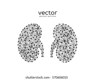 Abstract vector illustration of human kidneys on white background.