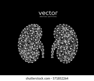Abstract vector illustration of human kidneys on black background.