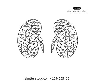 Abstract vector illustration of kidneys on white background.