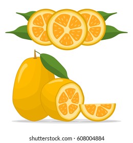 Abstract vector illustration logo for whole ripe fruit kumquat, pear green stem leaf,cut half,sliced cumquat. Kumquat pattern consisting of natural sweet food.Eat fresh tropical fruits kumquats,pears.