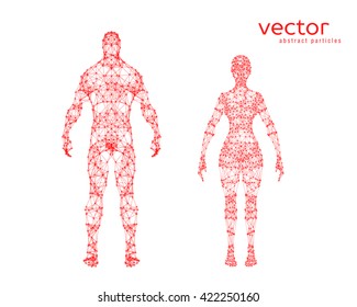 Abstract vector illustration of male and female body on white background.