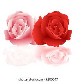 Abstract vector illustration of pink and red roses