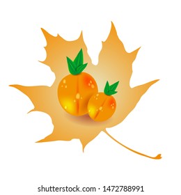 Abstract vector illustration of two apricots inside a leaf shape. Apricot poster illustration. White background.