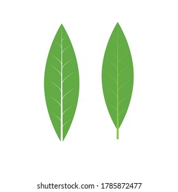Abstract vector leaf icon. Green leaf icon set. Stock illustration