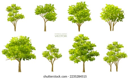 Abstract vector watercolor ,tree or forest side view isolated on white background for landscape and architecture drawing,elements for environment and garden,botanical for section and elevation