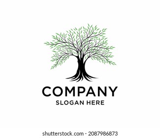 Resumen del diseño del logotipo del árbol vibrante, vector raíz - Inspiración en el diseño del logotipo del árbol de la vida aislado en fondo blanco