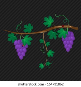 abstract vine with ripe grape vector background