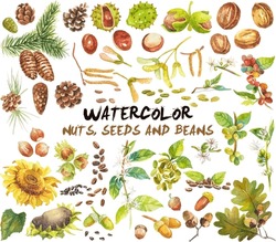Abstract Watercolor Collection Of Autumn Nuts, Seeds And Beans. Hand Drawn Nature Design Elements Isolated On White Background.
