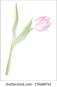 abstract watercolor Tulip for spring design