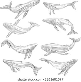 Abstract whales floating underwater. Illustration isolated animal on white background. Ocean mammal swimming set.