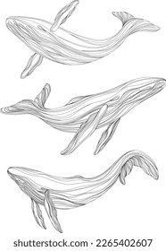 Abstract whales floating underwater. Illustration isolated animal on white background. Ocean mammal swimming set.