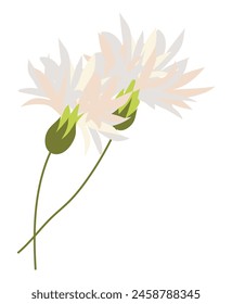 Abstract white cornflowers in flat design. Blooming blossoms on twigs. Vector illustration isolated.