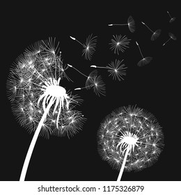 Abstract white dandelions, dandelion with flying seeds - stock vector