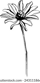 Abstract wild flower isolated on white background. Black and white engraved ink art illustration.