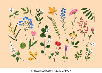 Resumen de flores silvestres, hoja. Conjunto botánico moderno con plantas florales, flores de primavera, hojas de otoño. Los floristas diseñan elementos, flores silvestres, bayas, follaje. Ilustraciones vectoriales planas de colores aislados