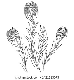 Abstract wildflowers outline icon isolated on white background. Hand Drawn vector illustration. Outline flowers.