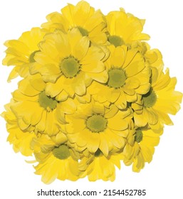 Abstract of yellow Chrysanthemum flower.