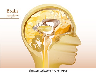 Abstract yellow illustration of anatomical human head