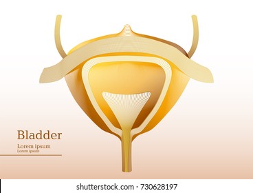 Abstract yellow illustration of bladder