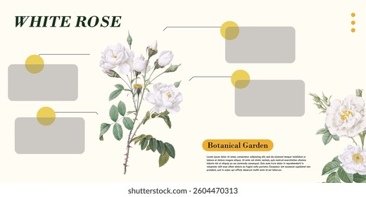 abstract yellow white rose gradient background, flower botanical template, illustration element, banner poster cover pattern creative graphic vector