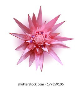 abstraction Flowers pink star. Vector 