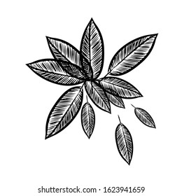 Abstraction from skeleton monochrome leaves. Vector illustration