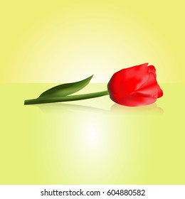 Abstractly Tulip. Flowers. Vector illustration of flowers.