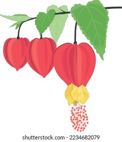 Abutilon Flowers Blooming Vector Illustration