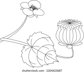 Abutilon indicum tuthi leaf vector icon black and white
