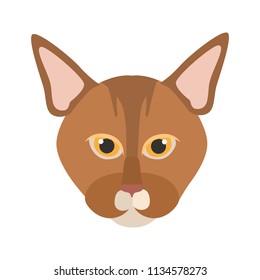 Abyssinian breed cat muzzle color vector icon