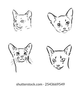 Abyssinian, cat breeds illustration with inscription, hand drawn doodle, sketch