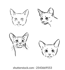 Abisinio, ilustración de razas de gatos con inscripción, dibujado a mano doodle, boceto