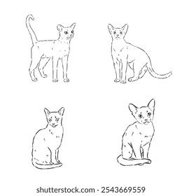 Abyssinian, cat breeds illustration with inscription, hand drawn doodle, sketch