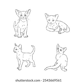 Abisinio, ilustración de razas de gatos con inscripción, dibujado a mano doodle, boceto