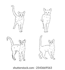 Abisinio, ilustración de razas de gatos con inscripción, dibujado a mano doodle, boceto