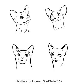 Abyssinian, cat breeds illustration with inscription, hand drawn doodle, sketch