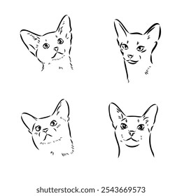 Abisinio, ilustración de razas de gatos con inscripción, dibujado a mano doodle, boceto