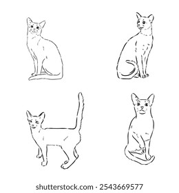 Abisinio, ilustración de razas de gatos con inscripción, dibujado a mano doodle, boceto