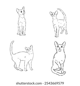 Abyssinian, cat breeds illustration with inscription, hand drawn doodle, sketch