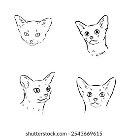 Abyssinian, cat breeds illustration with inscription, hand drawn doodle, sketch